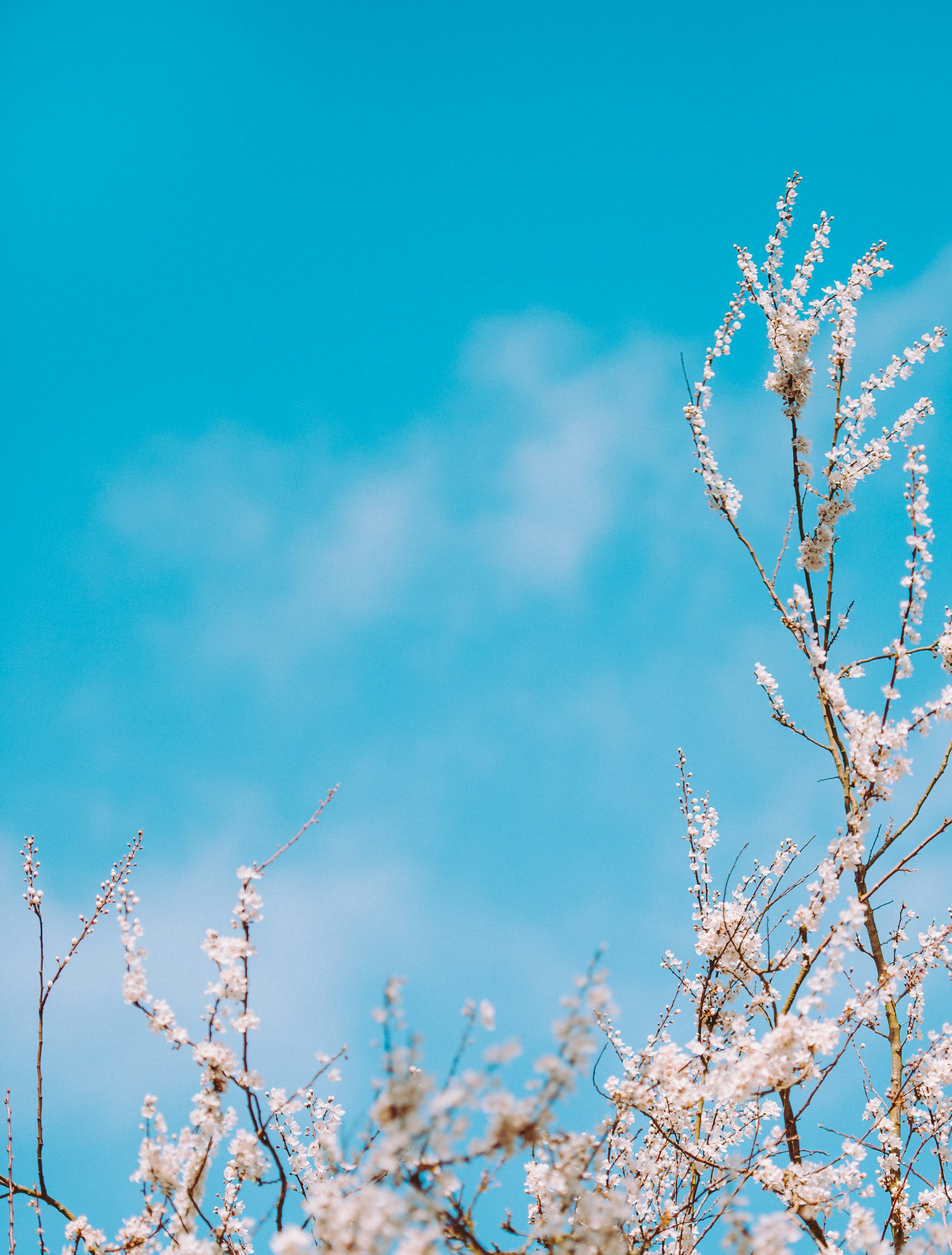 selective focus photography of white flowers